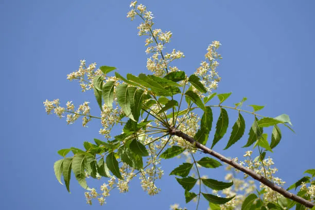 neem