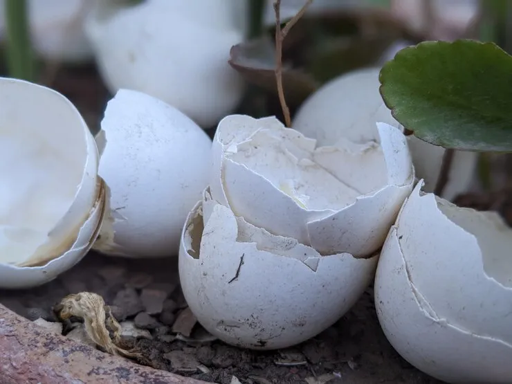 eggshell plants fertilizer