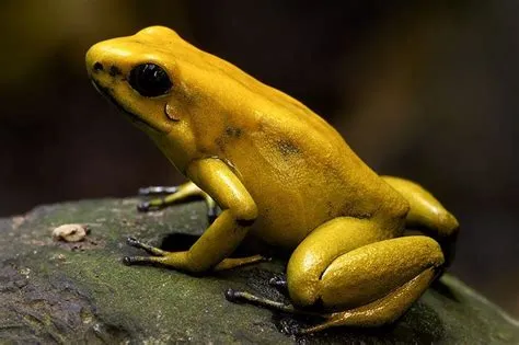 Golden Poison Frog