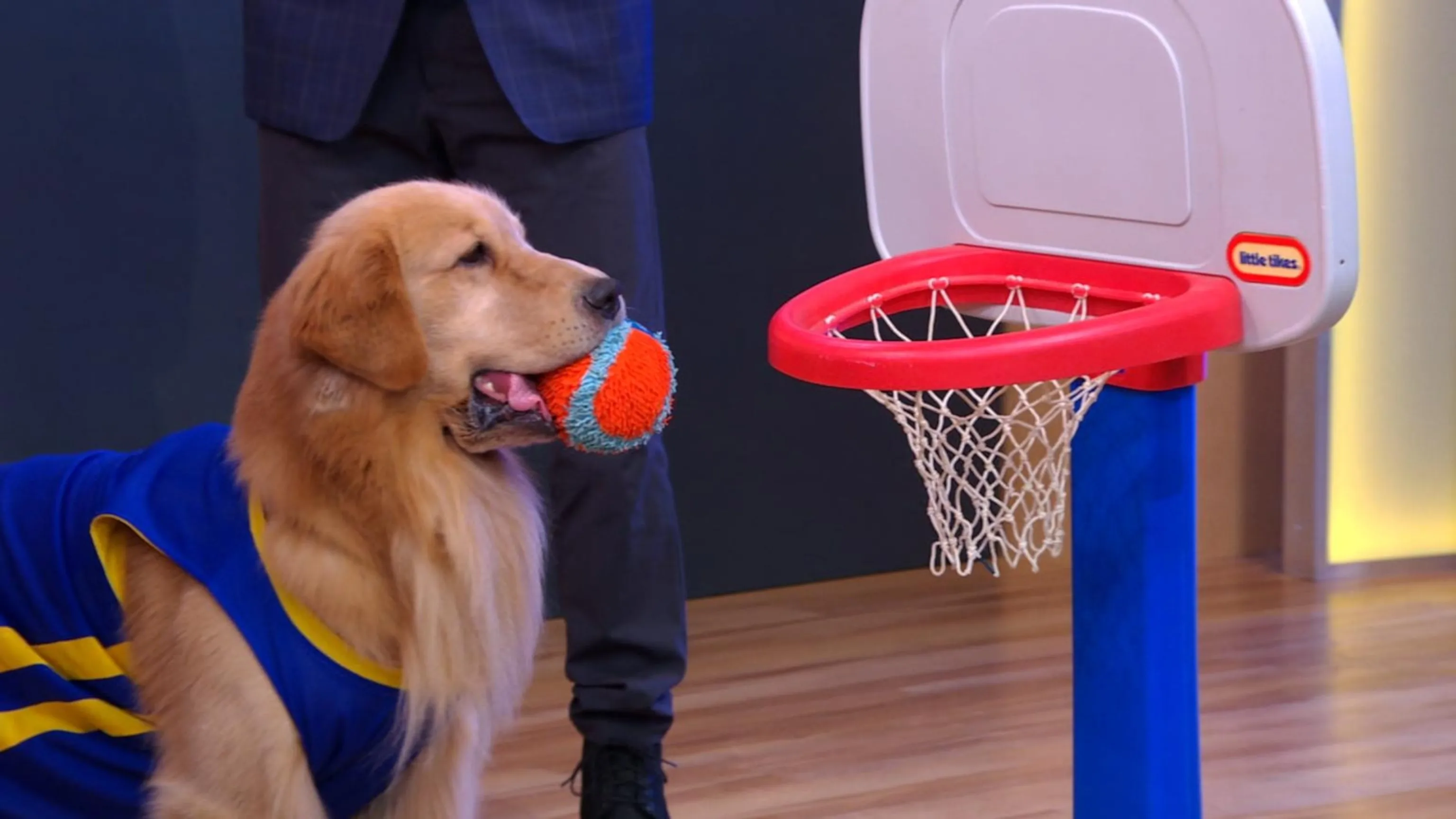 Air Bud Returns' set for movie theaters in summer 2026 - ABC News