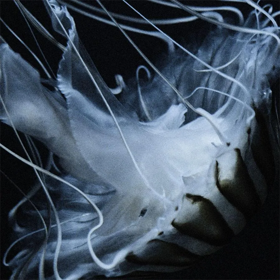 The Horrors Share New Song 