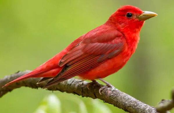 Summer Tanager - American Bird Conservancy