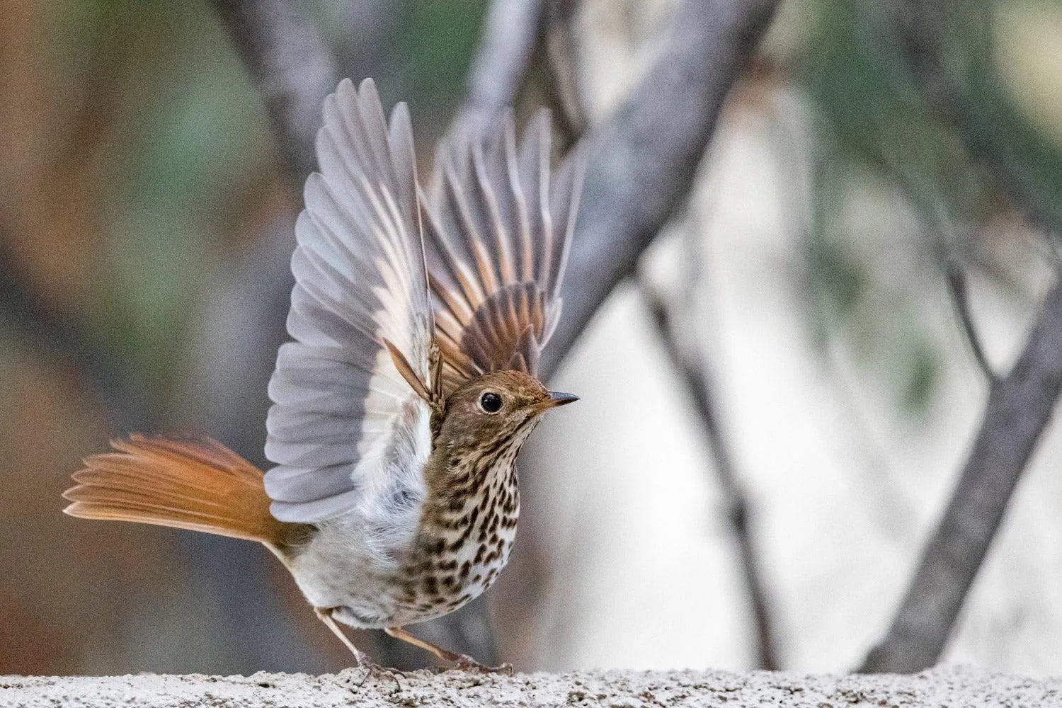 Hermit Thrush | Audubon Field Guide