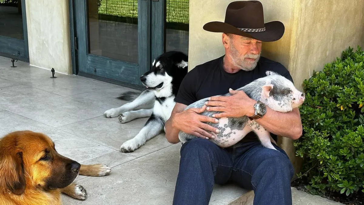 Arnold Schwarzenegger Sylvester Stallone 