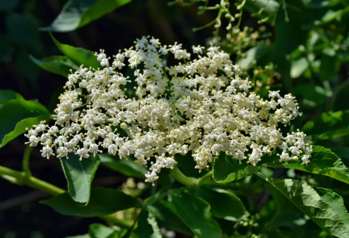 Elderflower