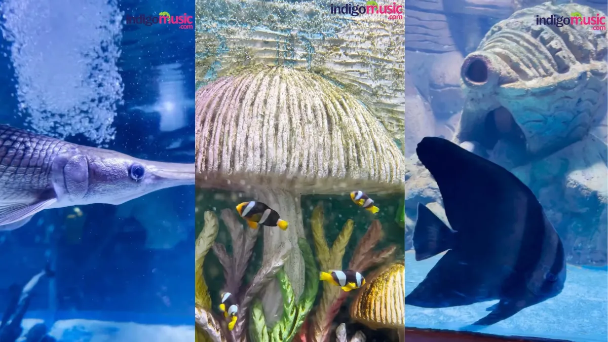 A variety of aquatic life