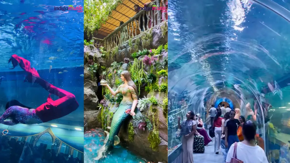 mesmerizing mermaid shows