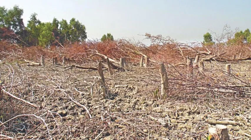 Hyd Forest 2