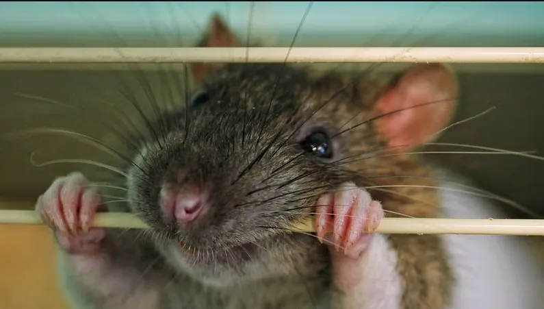 RAT