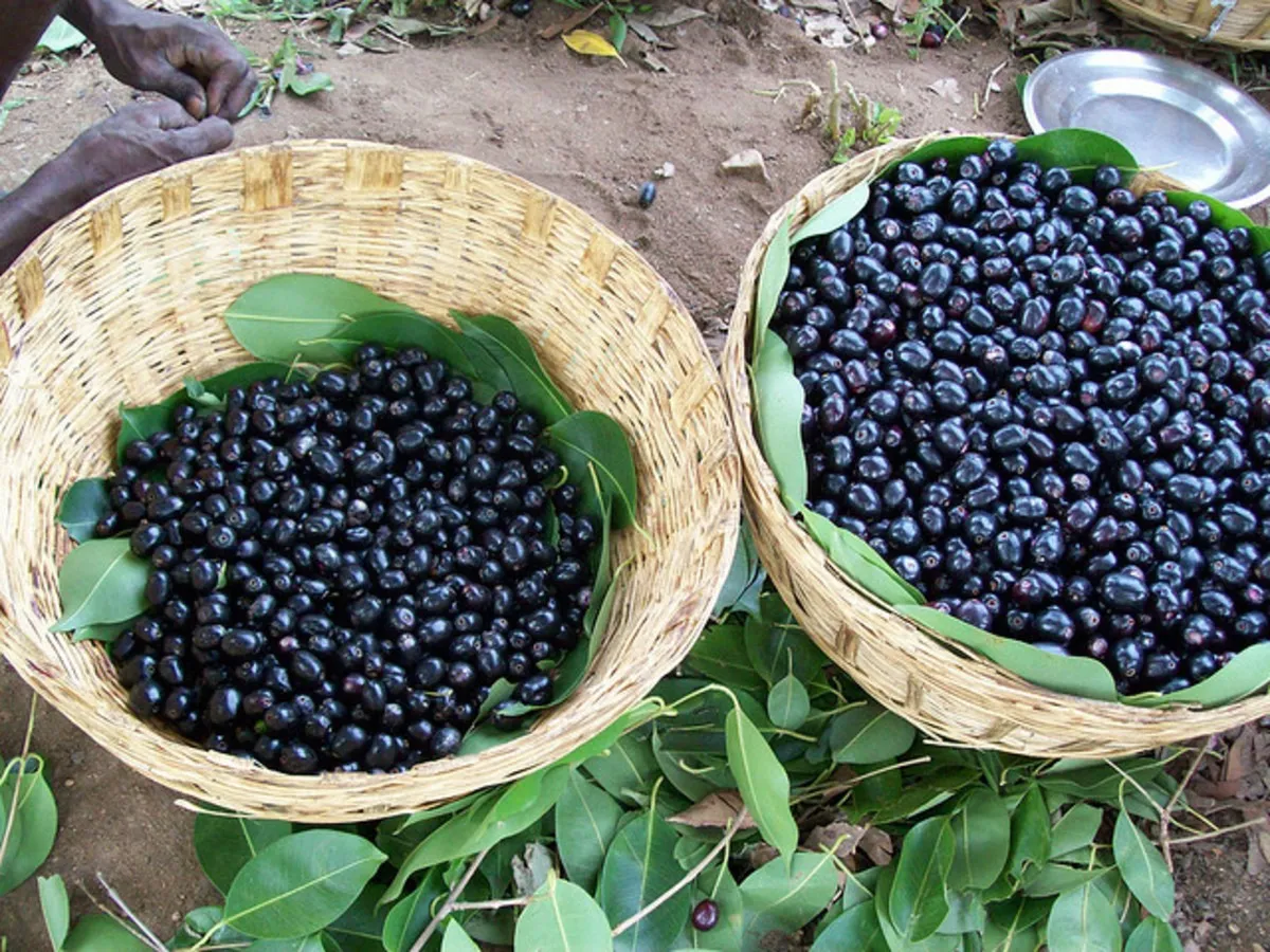 black-plums 