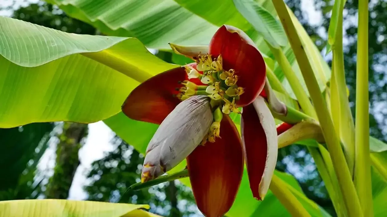 Banana Blossom