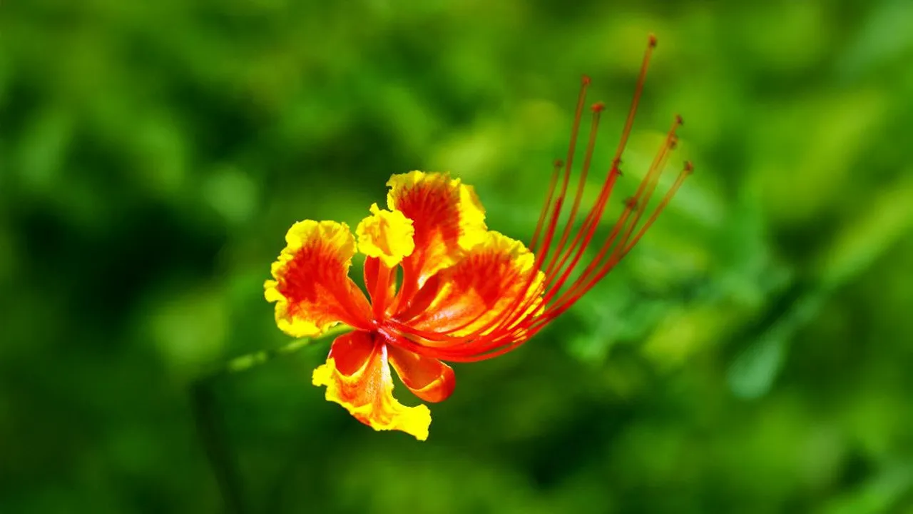 Gulmohor Flower Savoury