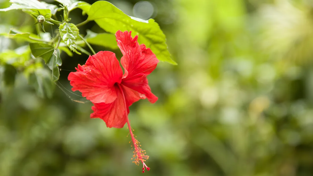 Hibiscus Flower Savoury
