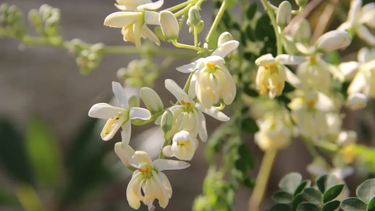 Moringa Flower Savoury