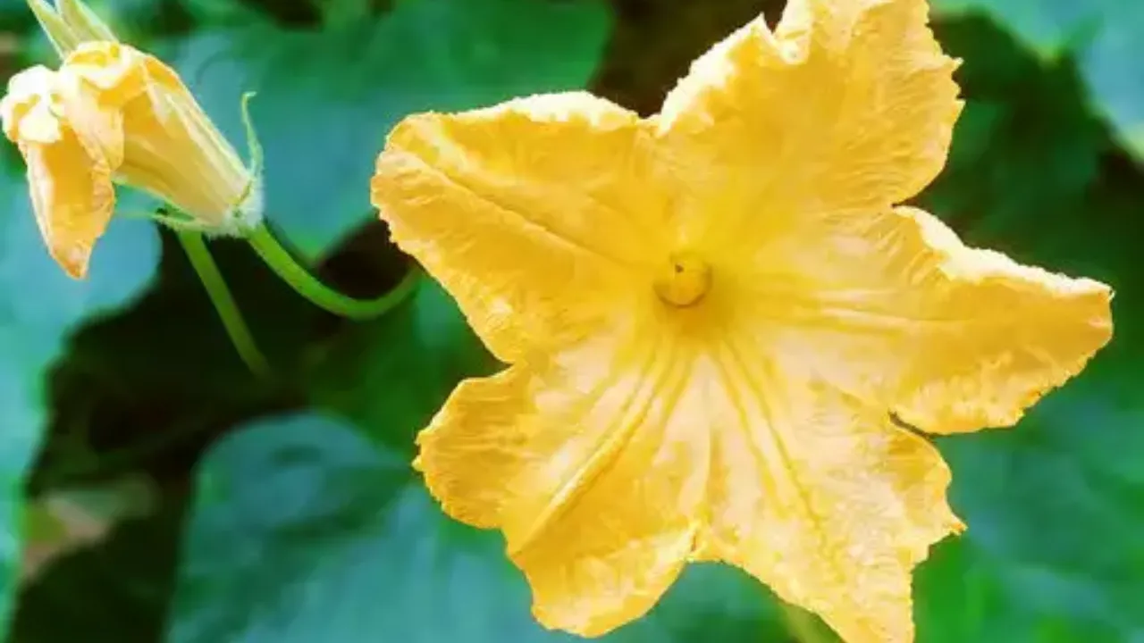 Pumpkin Flower