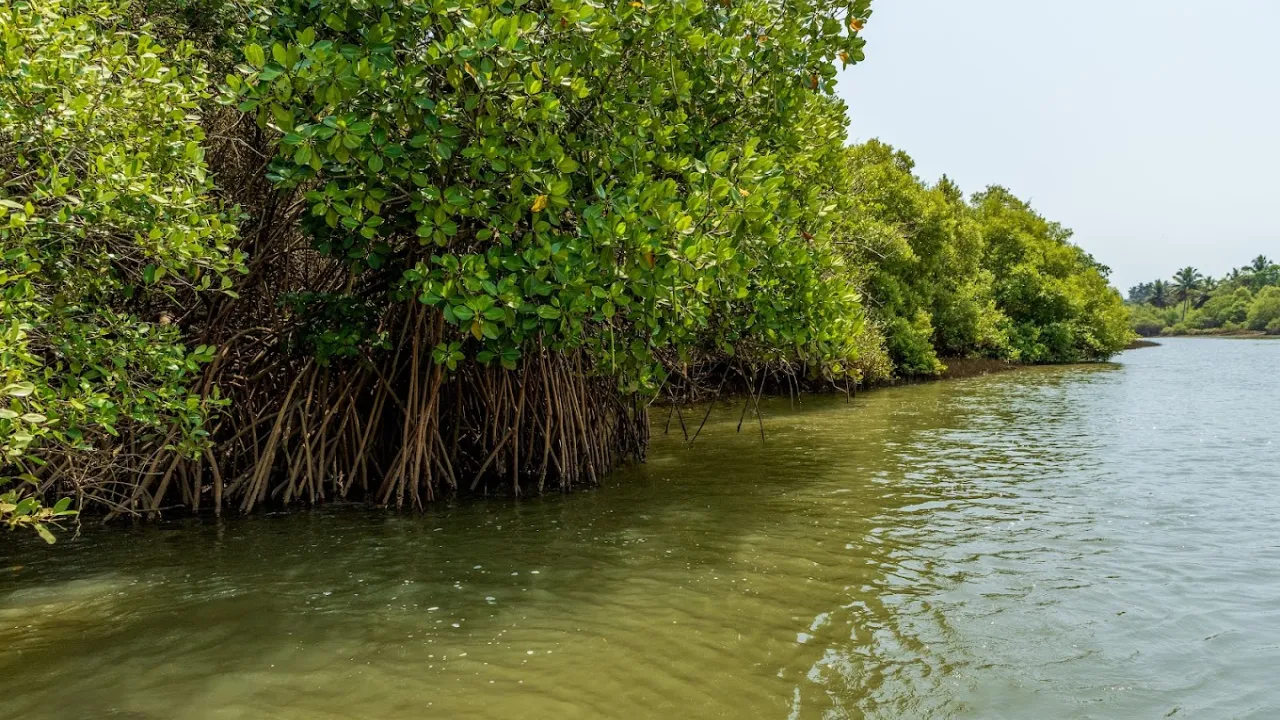 Vengurla Mangrove Safari 1