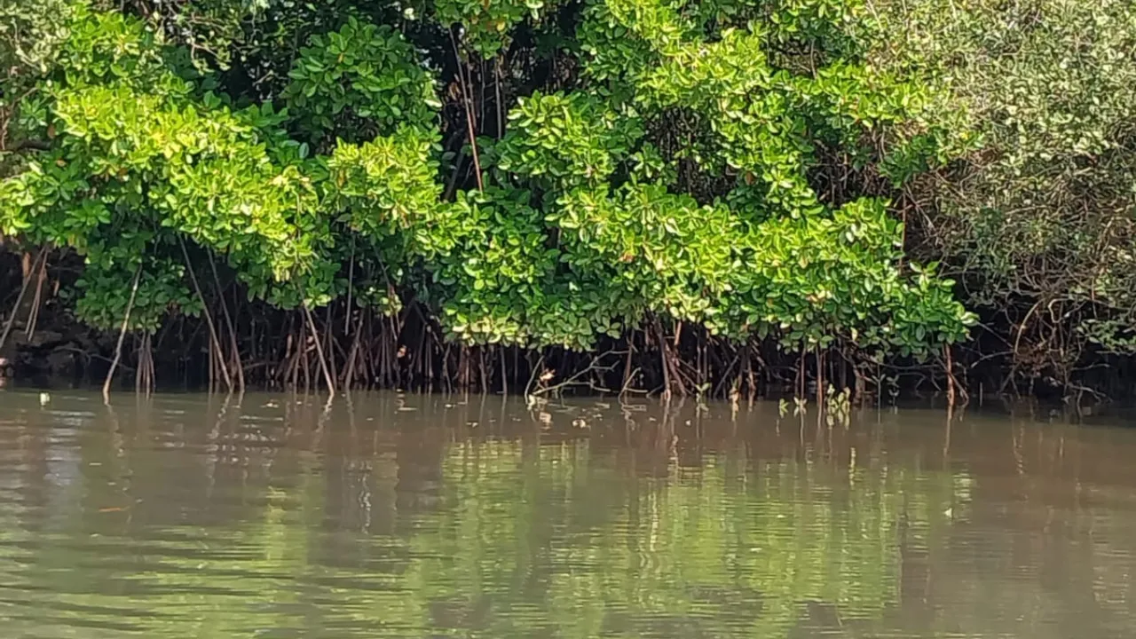 Vengurla Mangrove Safari 3