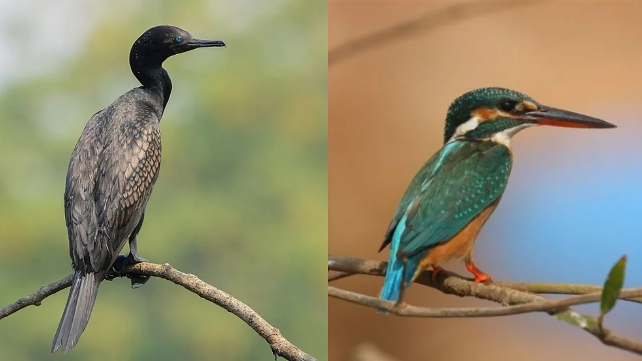 Vengurla Mangrove Safari 4