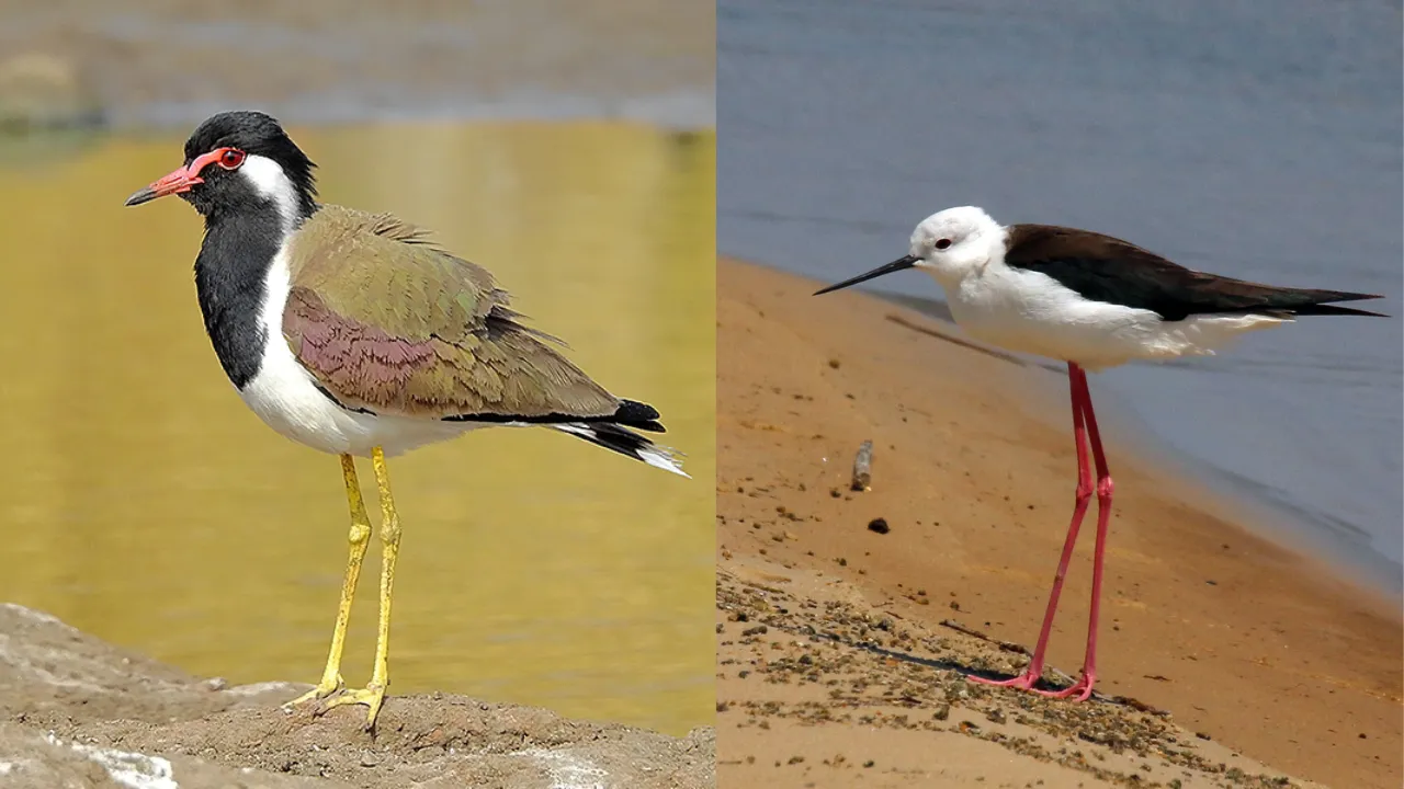 Lonar Lake 7