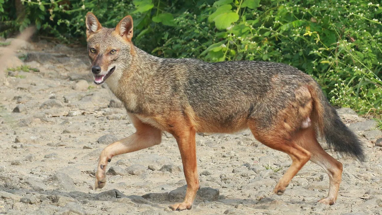Golden Jackals 2