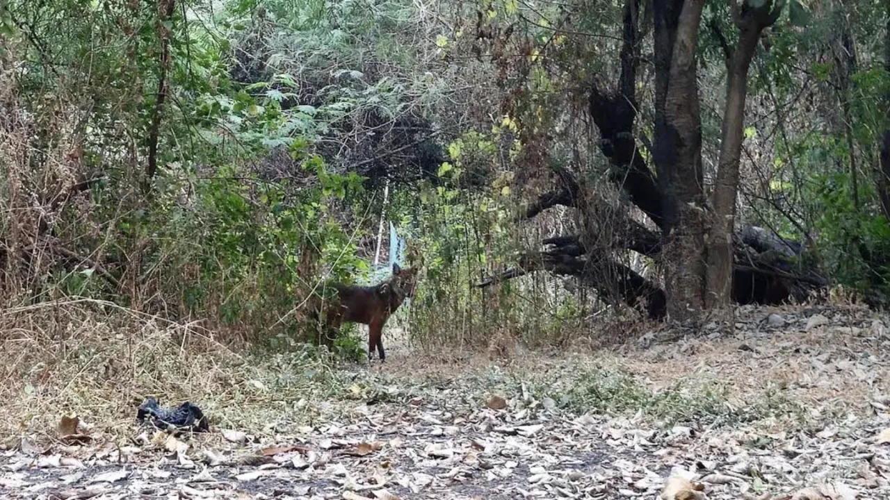 Golden Jackals 4