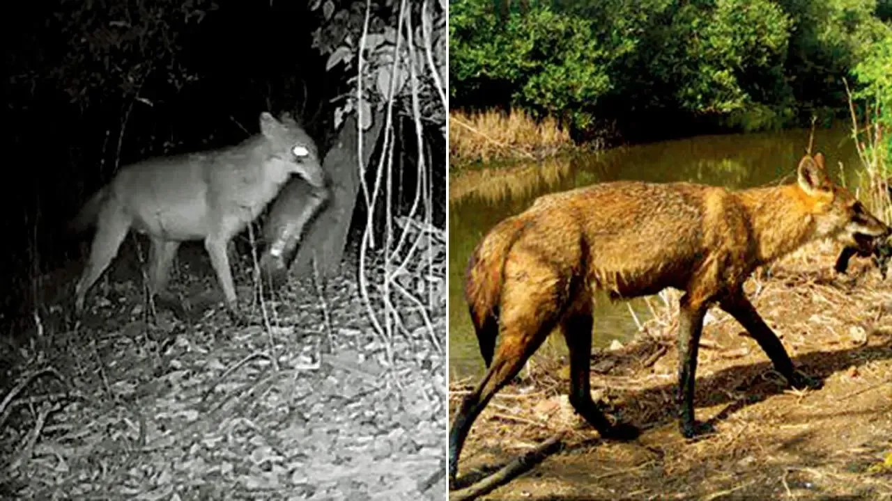 Golden Jackals 5