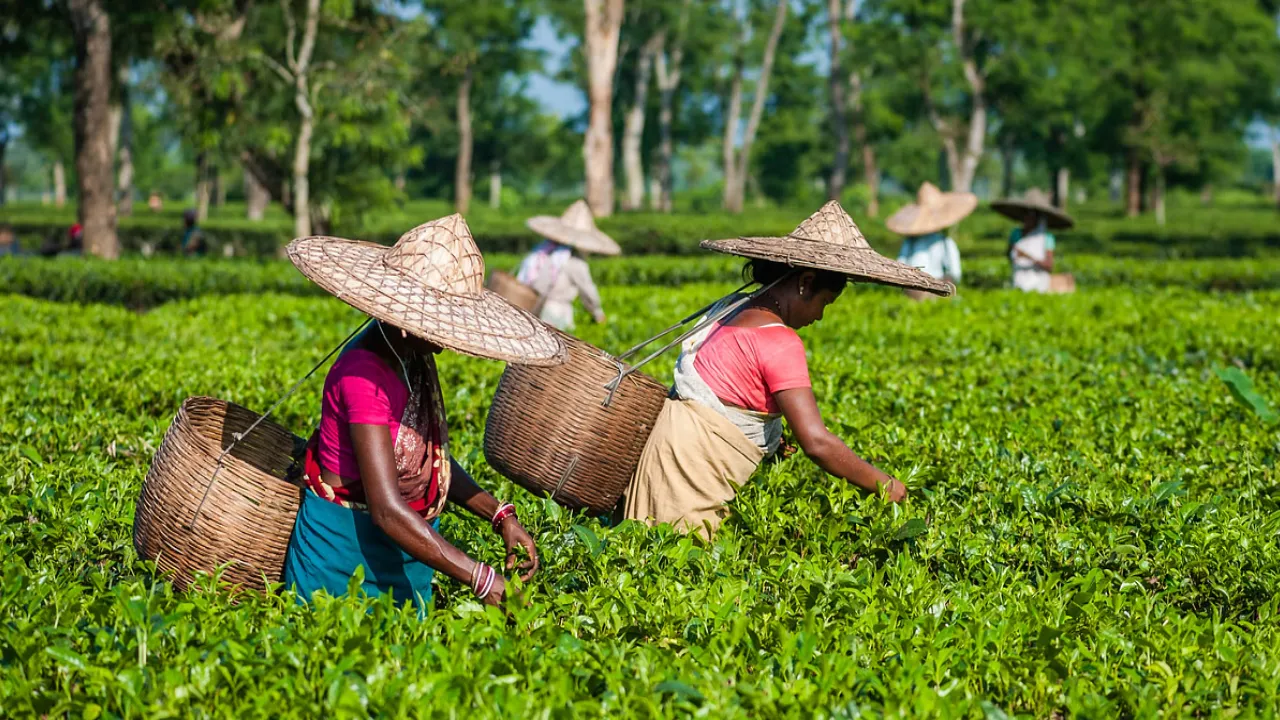 India’s First AI & Blockchain Tea Auction System