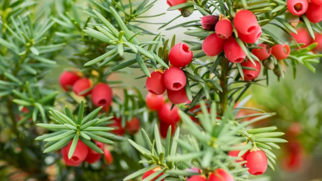 Assam catkin Yew