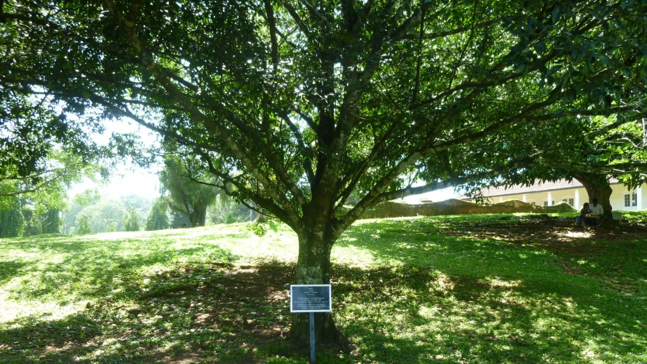 Ebony Tree