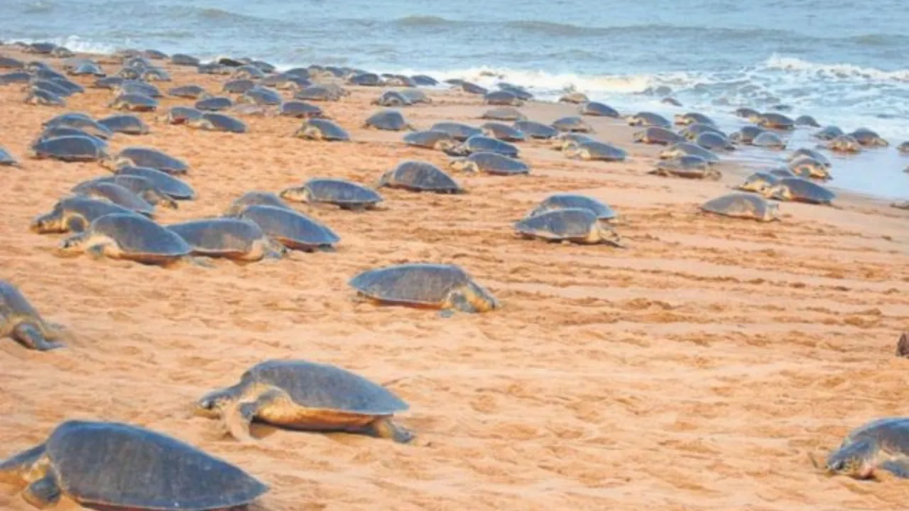 Olive Ridley turtles Rushikulya