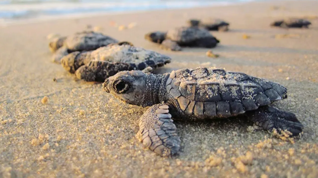 Olive Ridley turtles Goa 