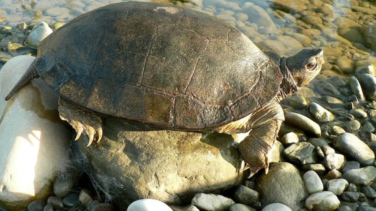 Turtle Wildlife Sanctuary 