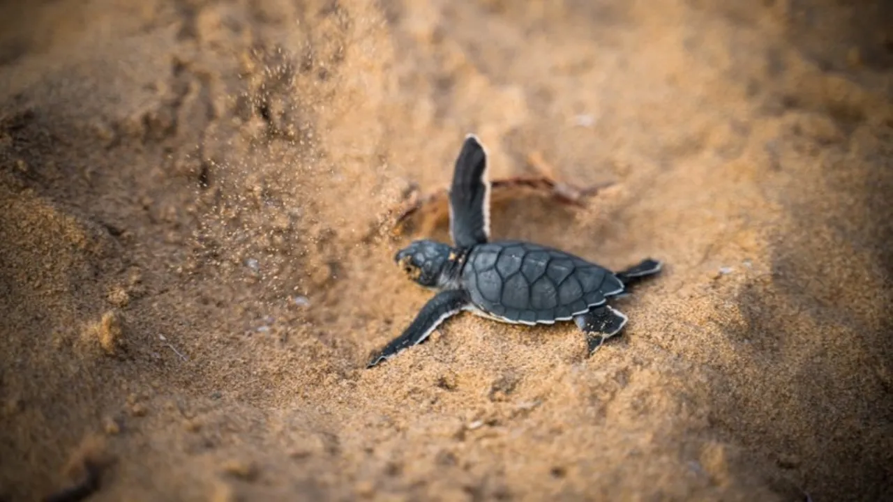  Olive Ridley Turtles Maharashtra 