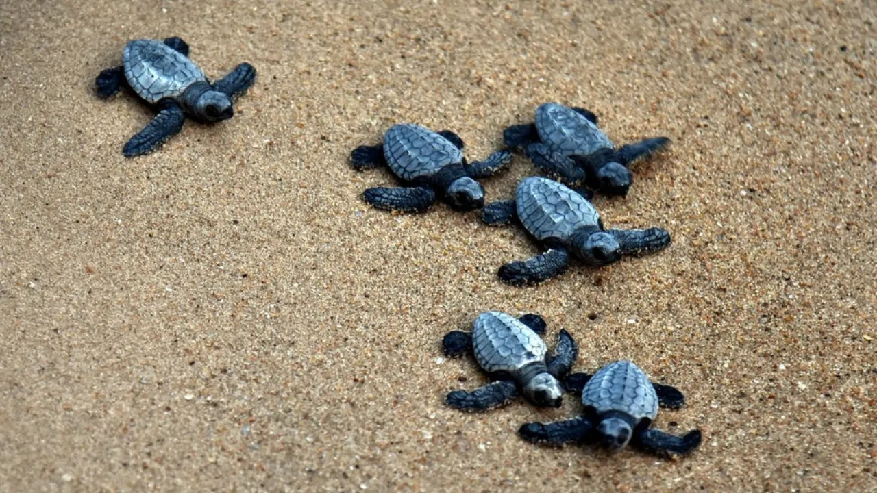 turtles in Chennai 