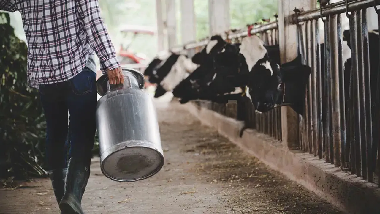 Milk production