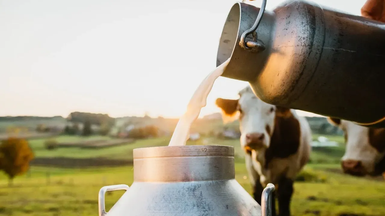 Milk production