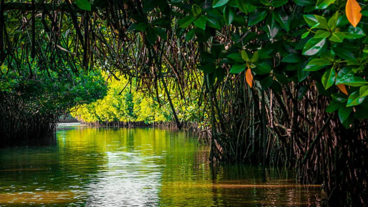 mumbai mangroves