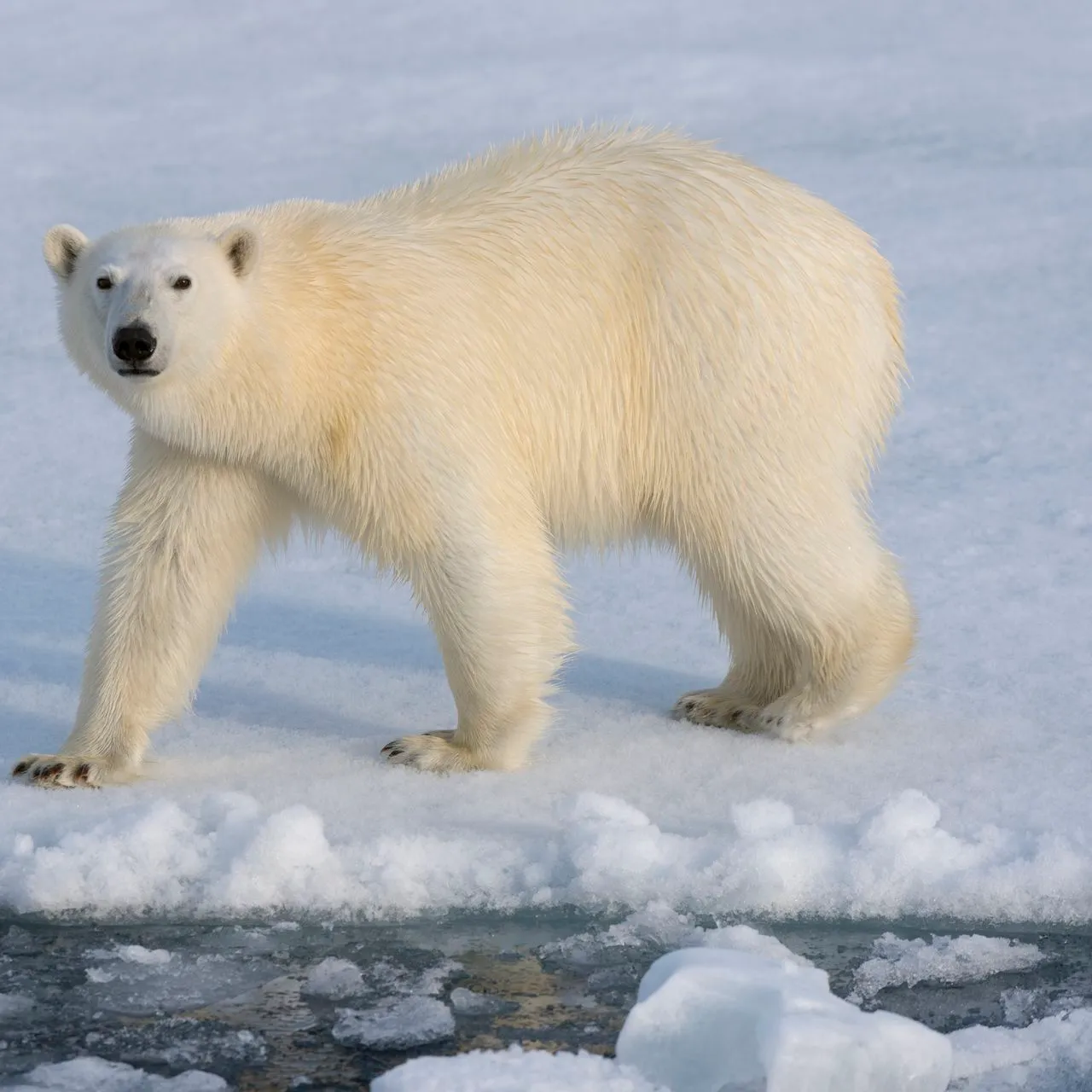 Polar Bear Arctic Amazing Predator