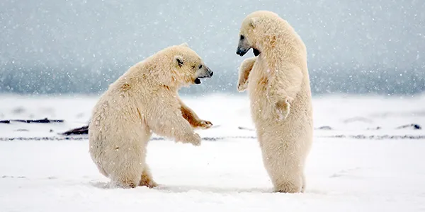 Polar Bear Arctic Amazing Predator