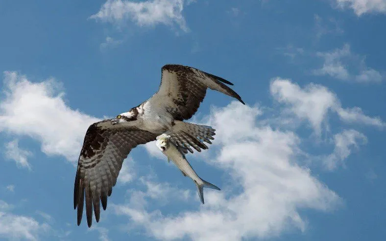 OSPREY