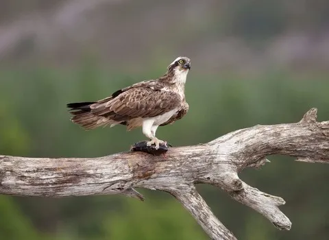 OSPREY