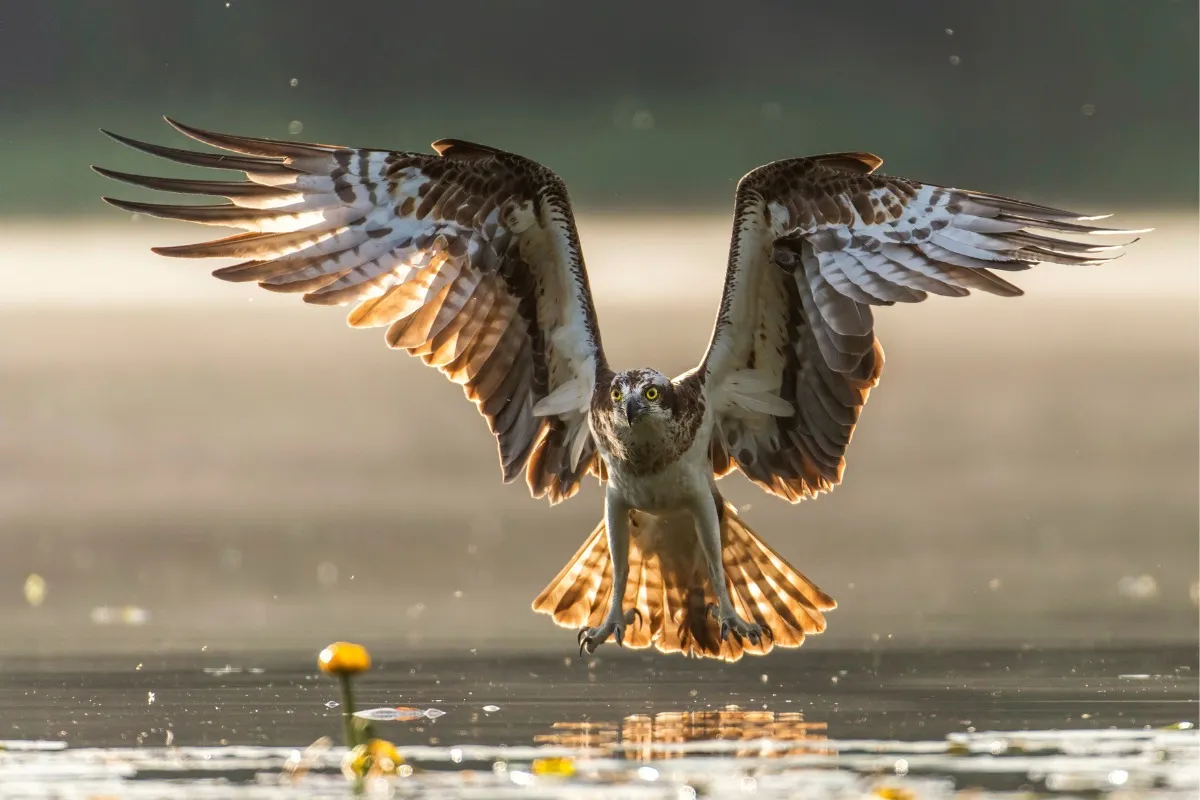 OSPREY