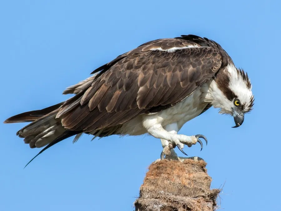 OSPREY