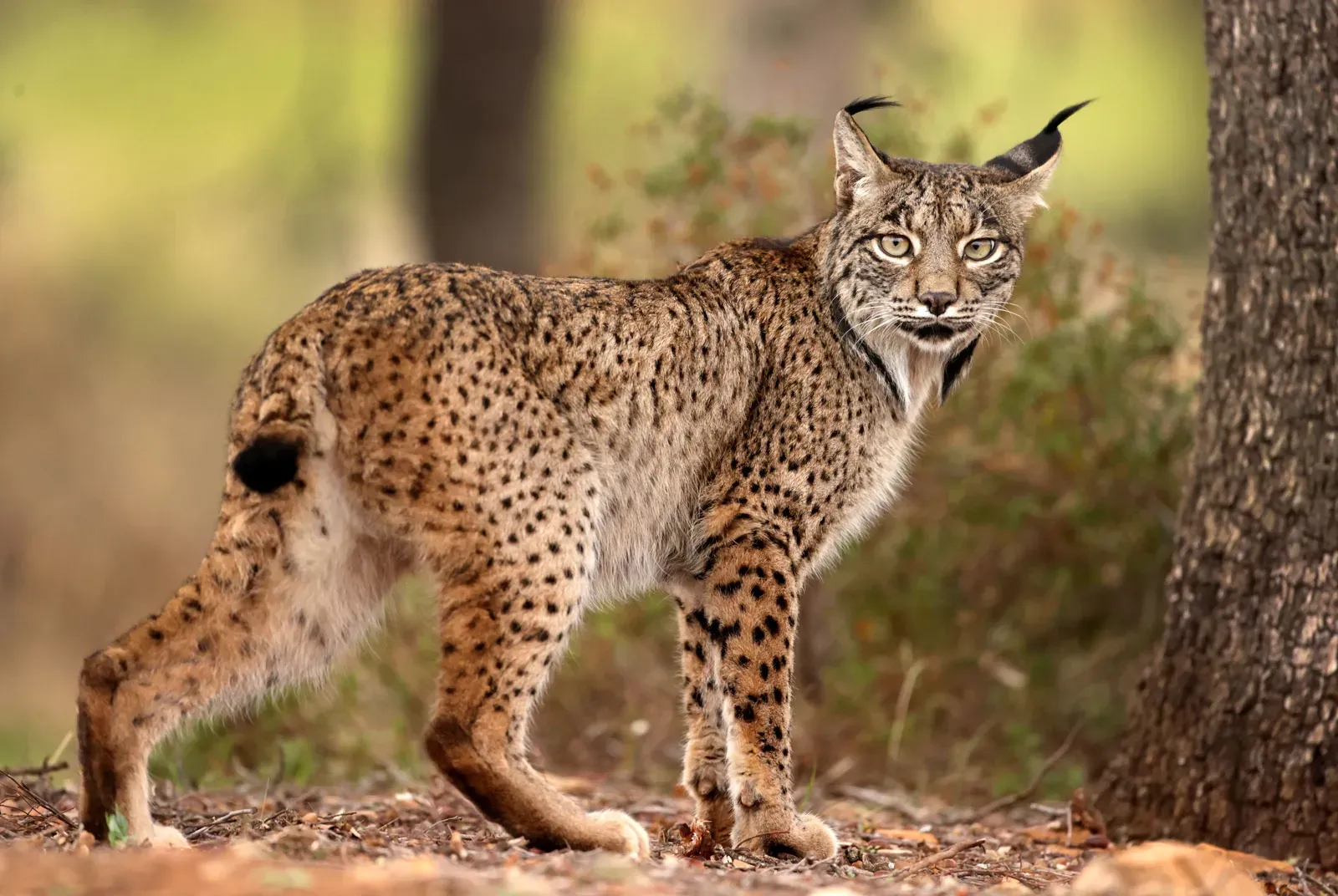 Links The unique world of mysterious wild cat - characteristics life and importance
