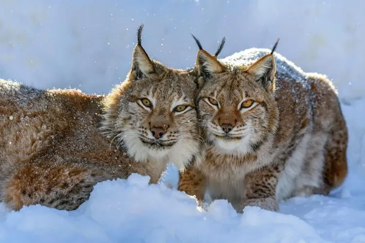 Links The unique world of mysterious wild cat - characteristics life and importance