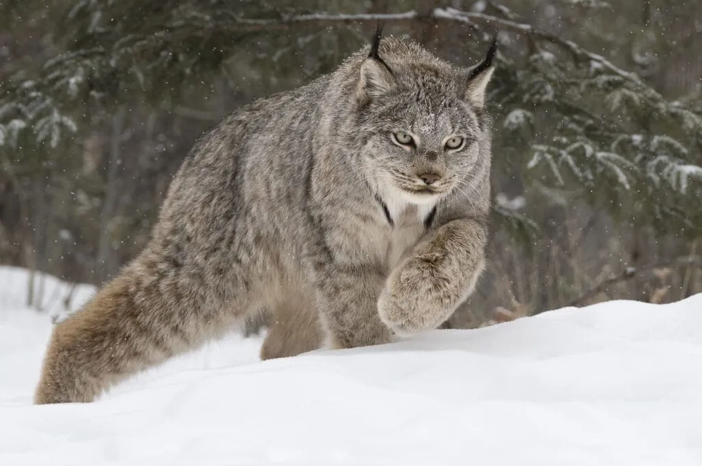 Links The unique world of mysterious wild cat - characteristics life and importance