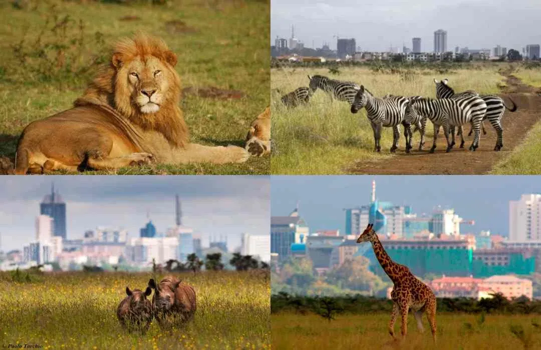 Nairobi Visit to the beautiful capital of Kenya