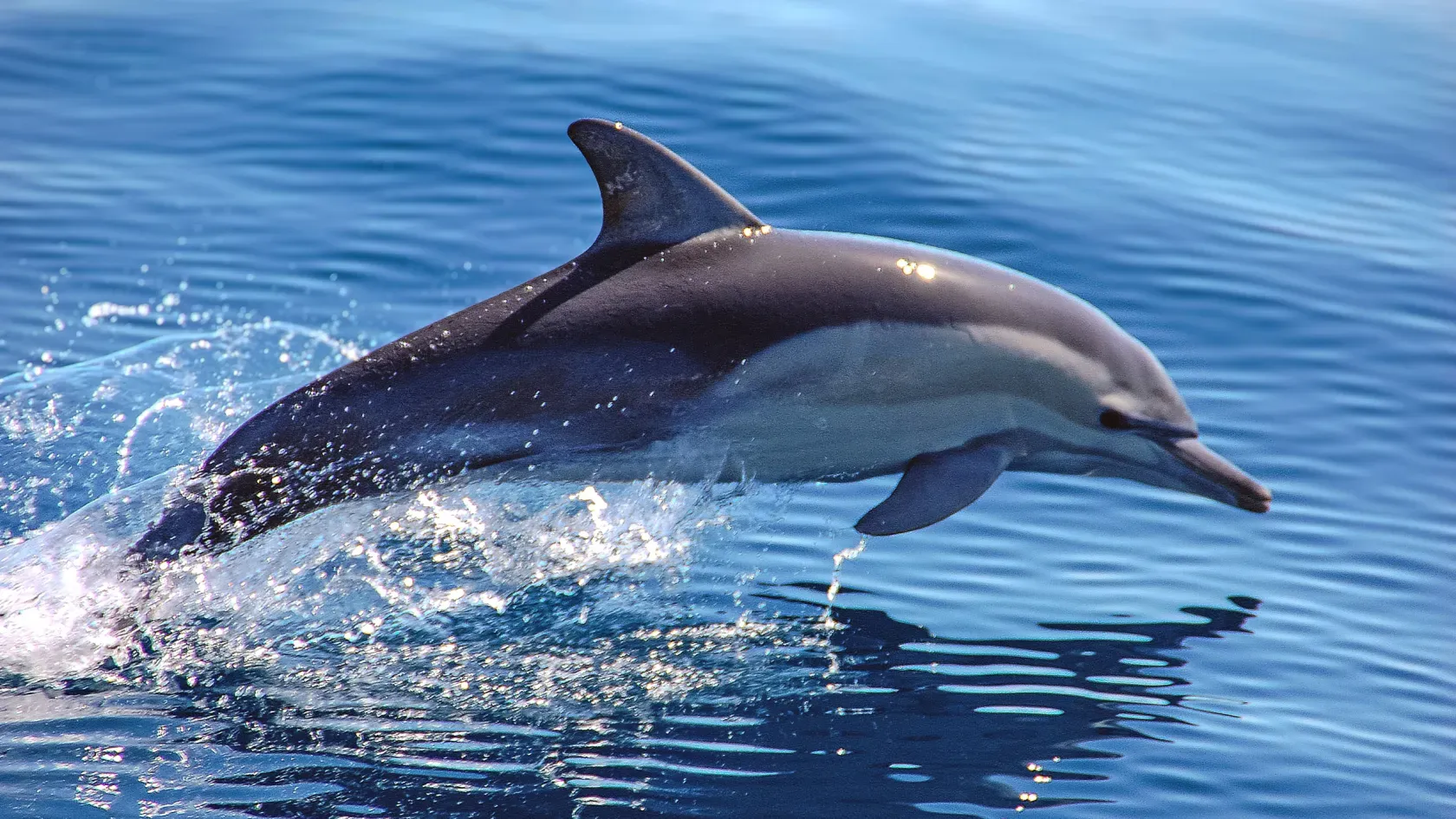 Dolphin- Funny and intelligent friend of water