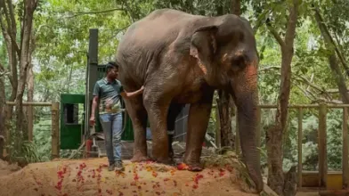Kolhapur Elephant Mahadevi  from Ambani's Vantara