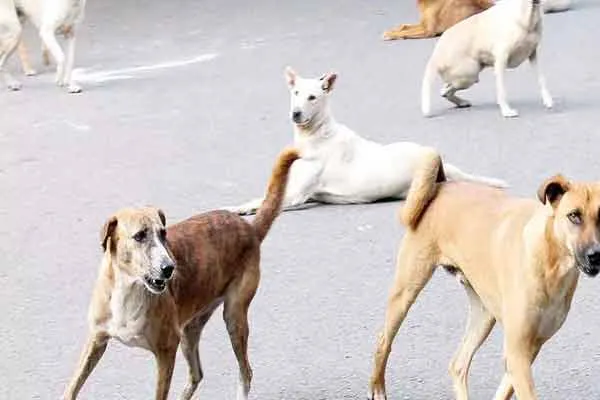 erode municipal corporation street dog issue 